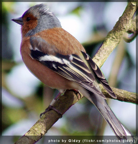 Common Chaffinch (Fringilla coelebs) - photo by Gidzy (flickr.com/photos/gidzy)