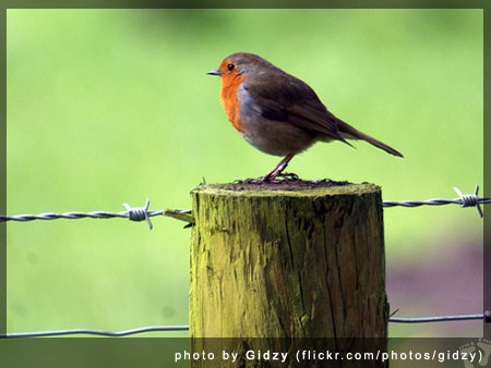 European Robin (Erithacus rubecula) - photo by Gidzy (flickr.com/photos/gidzy)