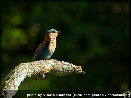 Bird watching: Indian Roller (Coracias benghalensis) - photo by Vinoth Chandar (flickr.com/photos/vinothchandar)