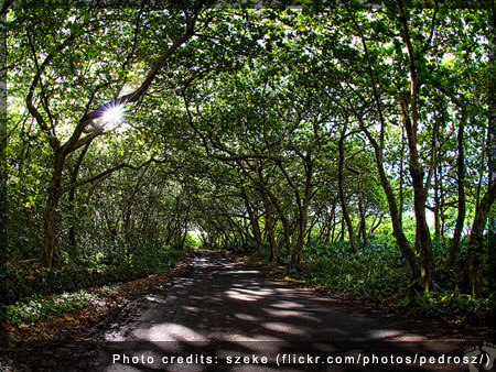 Entrance to Waianapanapa State Park, Maui - Photo credits: szeke (flickr.com/photos/pedrosz/)