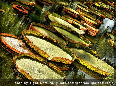 Pamplemousse Gardens, Mauritius - Photo by Tiger Samurai (flickr.com/photos/tigersamurai/)