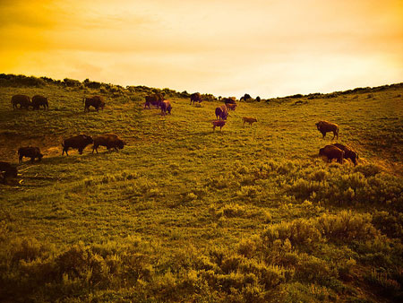 Yellowstone National Park – photo by star5112 (http://www.flickr.com/photos/johnjoh/)