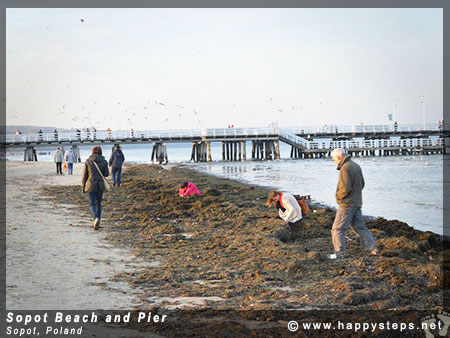 Searching for amber, at Sopot Beach in Poland