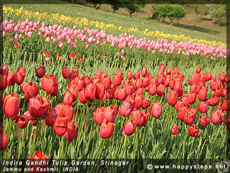 Indira Gandhi Tulip Garden in Srinagar