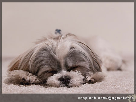 Your pup is always on vacation at a luxury dog hotel