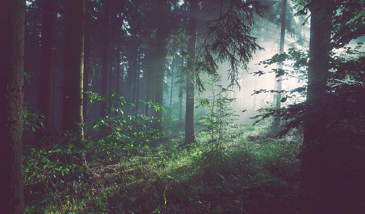 outdoor adventure - trees on forest with sun rays