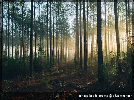 Hunting for beginners Illuminated woods photo by Steven Kamenar (@skamenar) on Unsplash